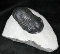 Exceptionally Preserved Wenndorfia Trilobite - #26598-1